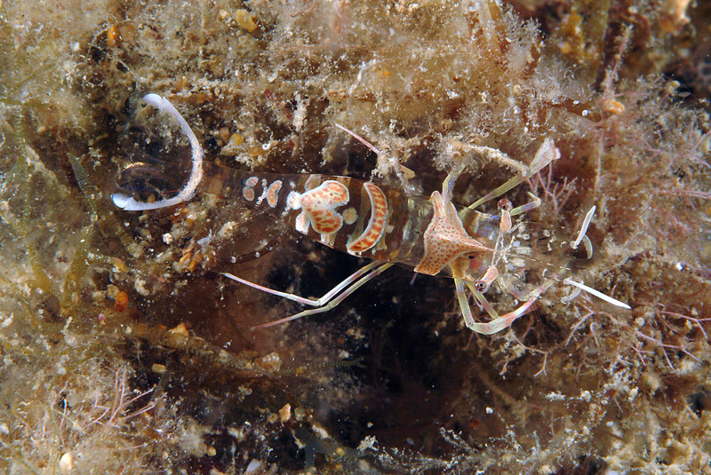 Periclimenes amethysteus